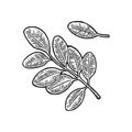 Acacia leaf. Vector vintage engraved illustration. Royalty Free Stock Photo