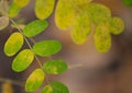 Acacia leaves in autumn