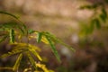 acacia leaves on blurry forest background