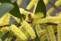Bee on the yellow flowers of an acacia longifolia