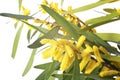 Acacia longifolia in studio Royalty Free Stock Photo