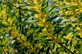 Acacia longifolia, Acacia, Wattle, Sydney Golden Wattle