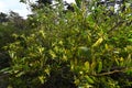 Acacia longifolia, 3.