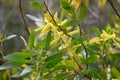 Acacia longifolia, 7.