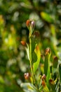 Acacia Melanoxylon