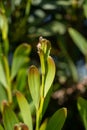 Acacia Melanoxylon