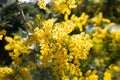 Acacia (Mimosa) baileyana Purpurea blooming in a sun ray Royalty Free Stock Photo