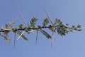 Acacia Nilotica