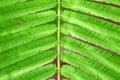 Acacia Pennata or Climbing Wattle green leaves