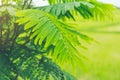 Acacia pennata vegetable,Climbing wattle tree, Cha-om in Thai La