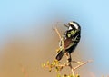 Acacia Pied Barbet