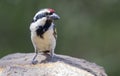 Acacia Pied Barbet drinks water from a waterhole in Kalahari des