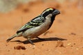 Acacia pied barbet, Kalahari desert