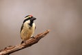 The acacia pied barbet or pied barbet Tricholaema leucomelas sitting on the branch with brown background.A small barbet with a