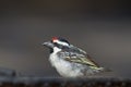 Acacia Pied Barbet