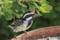 Acacia pied barbet Tricholaema leucomelas