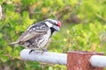 Acacia pied barbet Tricholaema leucomelas