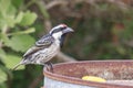 Acacia pied barbet Tricholaema leucomelas