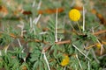 Acacia plant thorns