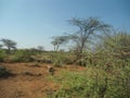 Acacia Plantation Merti Isiolo Royalty Free Stock Photo