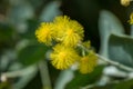 Acacia podalyriifolia has yellow flowers, a delicate fragrance. Into a round bouquet of shrubs Royalty Free Stock Photo
