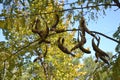 Acacia pods