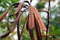 Acacia Pods