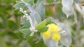 Acacia polyyriifolia flowers