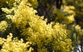 Acacia pycnantha, commonly known as the Golden Wattle