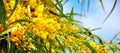 Acacia pycnantha, Golden Wattle, Australian floral emblem flowers closeup. Royalty Free Stock Photo