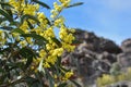 Acacia pycnantha golden wattle yellow flower