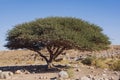A Single Acacia Tree in the Makhtesh Ramon Crater in Israel