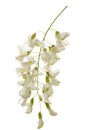 Acacia or Robinia flowers on green spring branch isolated on white background, close-up