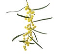 Acacia saligna Royalty Free Stock Photo