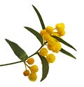 Acacia saligna Royalty Free Stock Photo