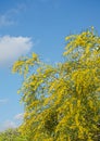 Acacia saligna Royalty Free Stock Photo