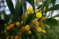 Acacia saligna coojong, golden wattle, orange wattle flowers close up. Royalty Free Stock Photo