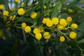 Acacia saligna coojong, golden wattle, orange wattle flowers close up. Royalty Free Stock Photo