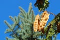 Acacia seeds on a background of in autumn close-up