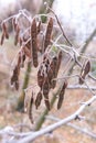 Acacia seeds covered with frost on a branch