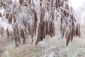 Acacia seeds covered with frost on a branch