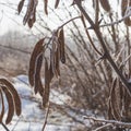 Acacia seeds covered with hoarfrost. Plants in winter time