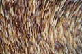 Acacia seeds hanging and dry