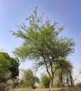 Acacia Senegal Kumatiya tree with blue sky