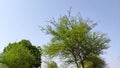 Acacia Senegal Kumatiya tree with blue sky
