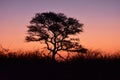 Acacia sunset