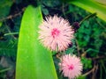 Acacia terminalis sunhine wattle flower