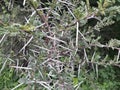 These are the acacia thorn, with white colors,