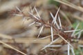 Acacia thorns 1 Royalty Free Stock Photo