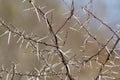 Acacia Thorns Closeup
